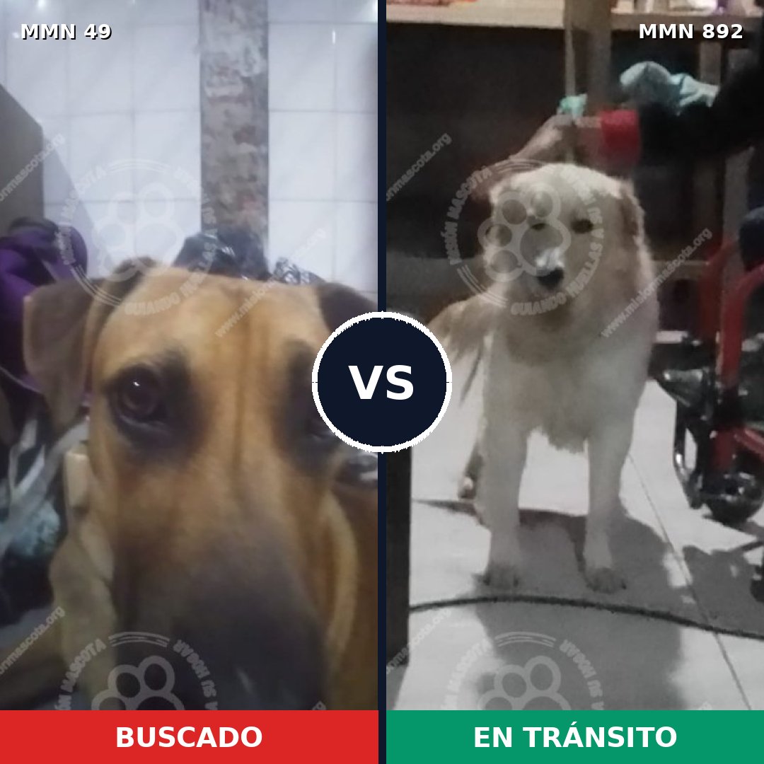 Comparativa MMS 14338: mascota perdida y mascota encontrada, 59% de similitud