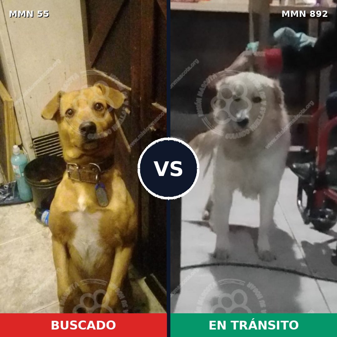 Comparativa MMS 14339: mascota perdida y mascota encontrada, 58% de similitud
