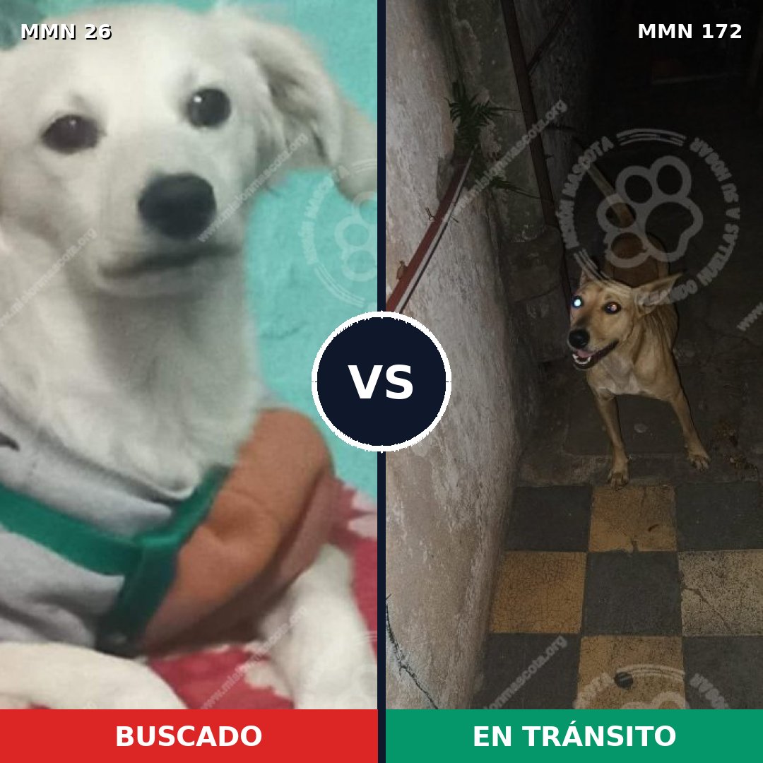Comparativa MMS 1434: mascota perdida y mascota encontrada, 22% de similitud