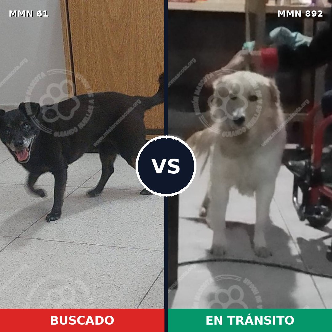 Comparativa MMS 14340: mascota perdida y mascota encontrada, 50% de similitud