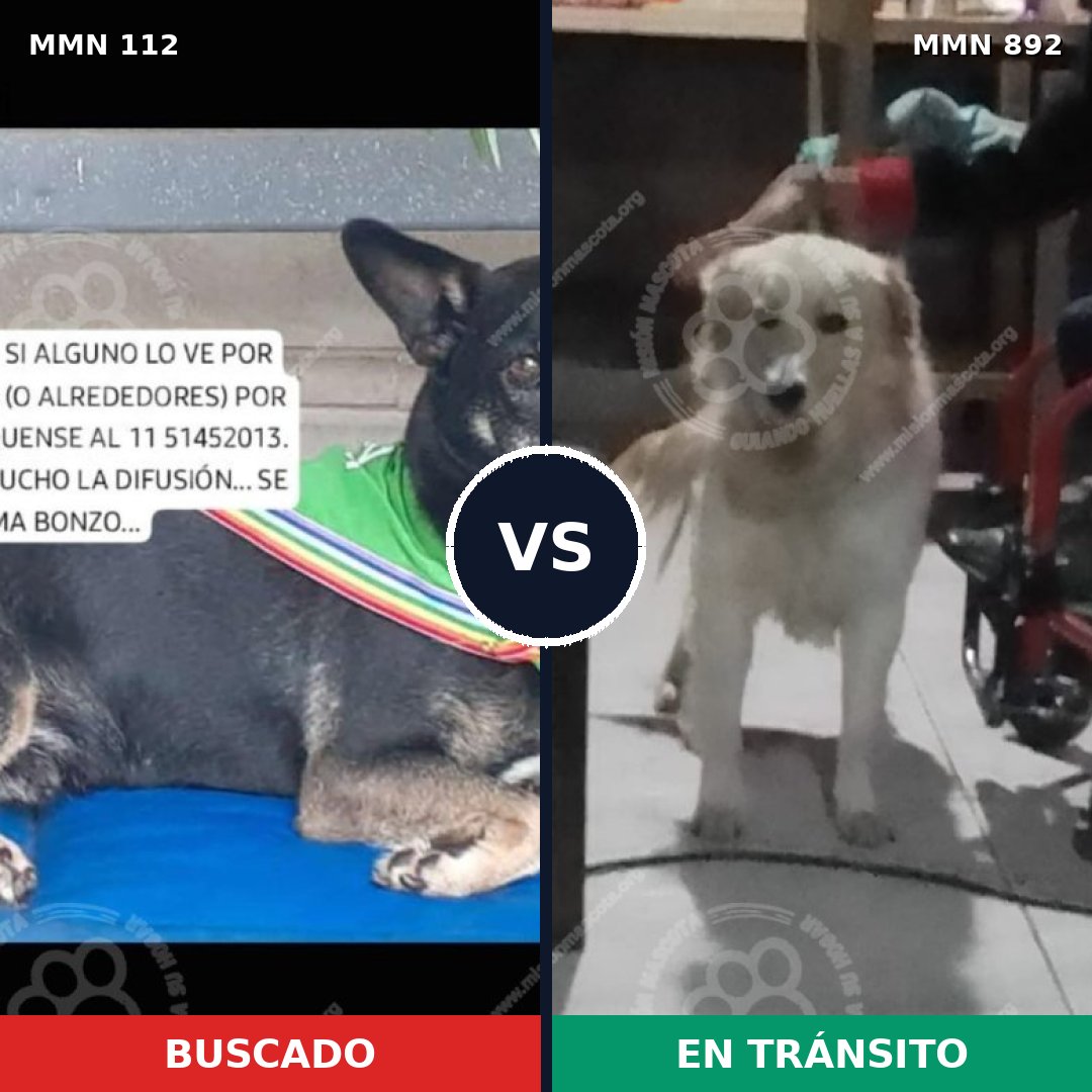 Comparativa MMS 14344: mascota perdida y mascota encontrada, 54% de similitud