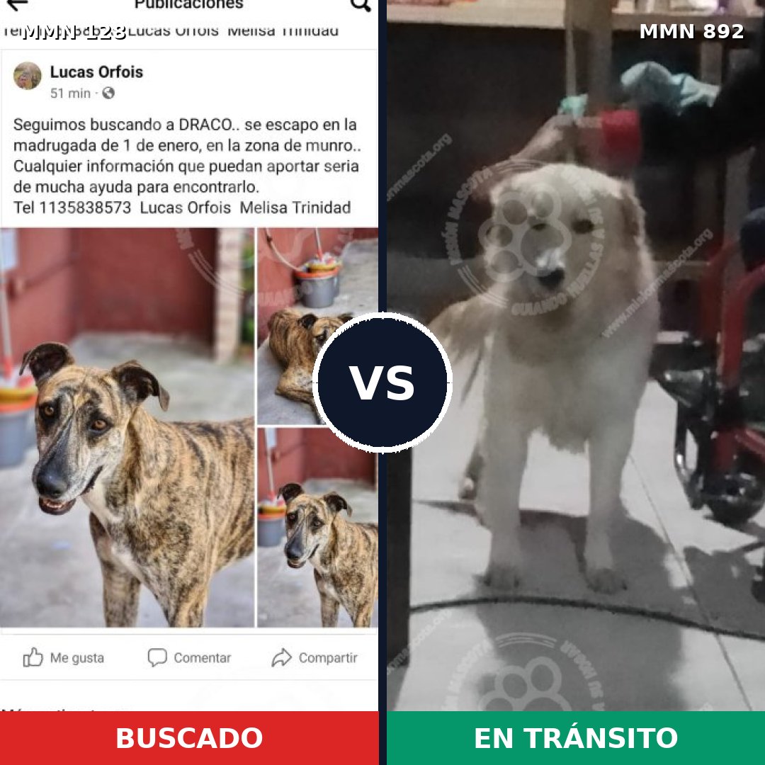 Comparativa MMS 14346: mascota perdida y mascota encontrada, 43% de similitud