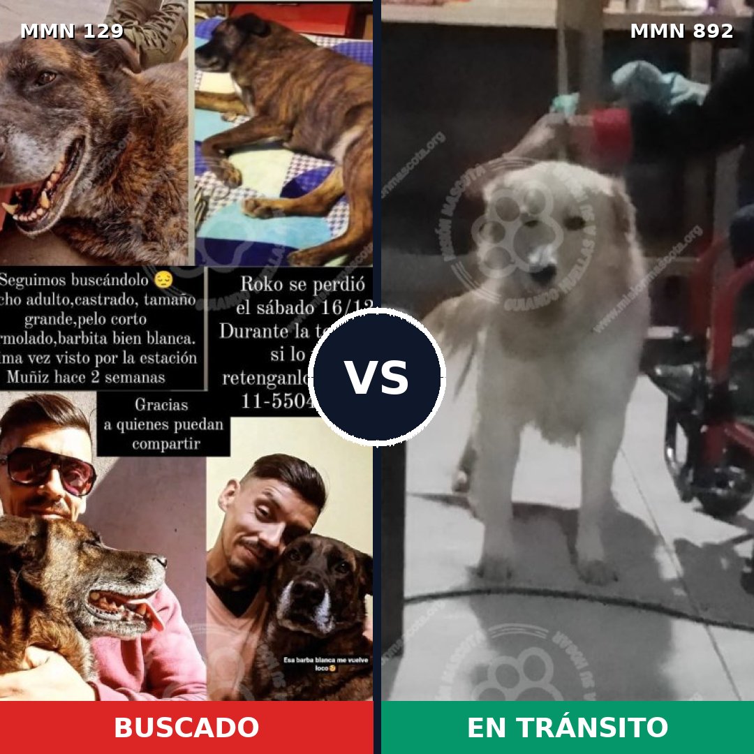 Comparativa MMS 14347: mascota perdida y mascota encontrada, 46% de similitud