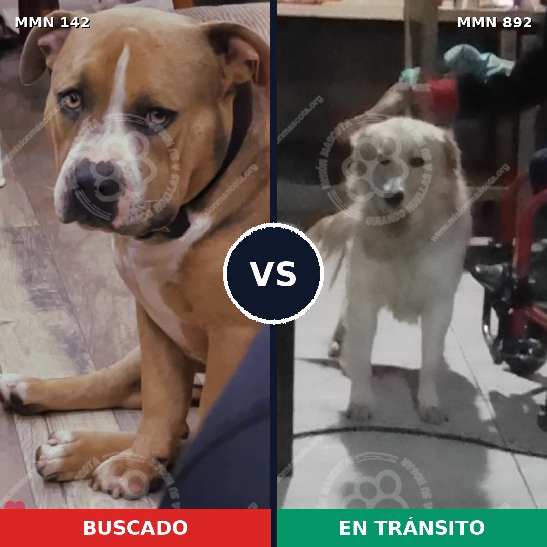 Comparativa MMS 14348: mascota perdida y mascota encontrada, 61% de similitud