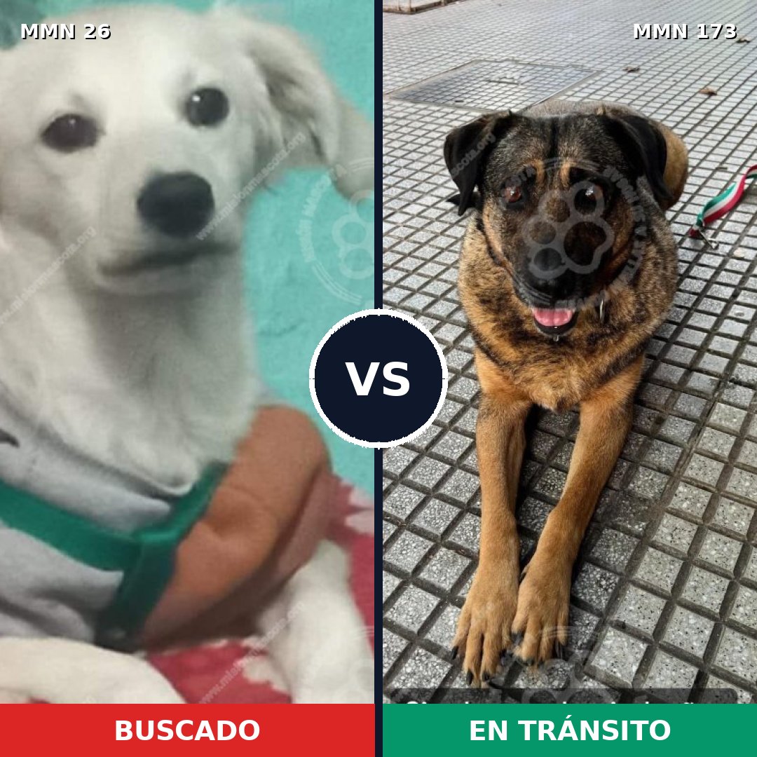 Comparativa MMS 1435: mascota perdida y mascota encontrada, 12% de similitud