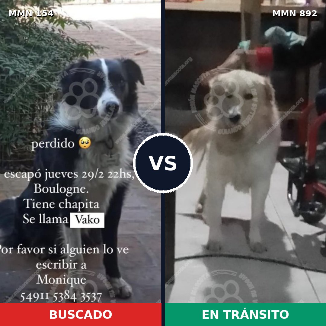 Comparativa MMS 14350: mascota perdida y mascota encontrada, 32% de similitud