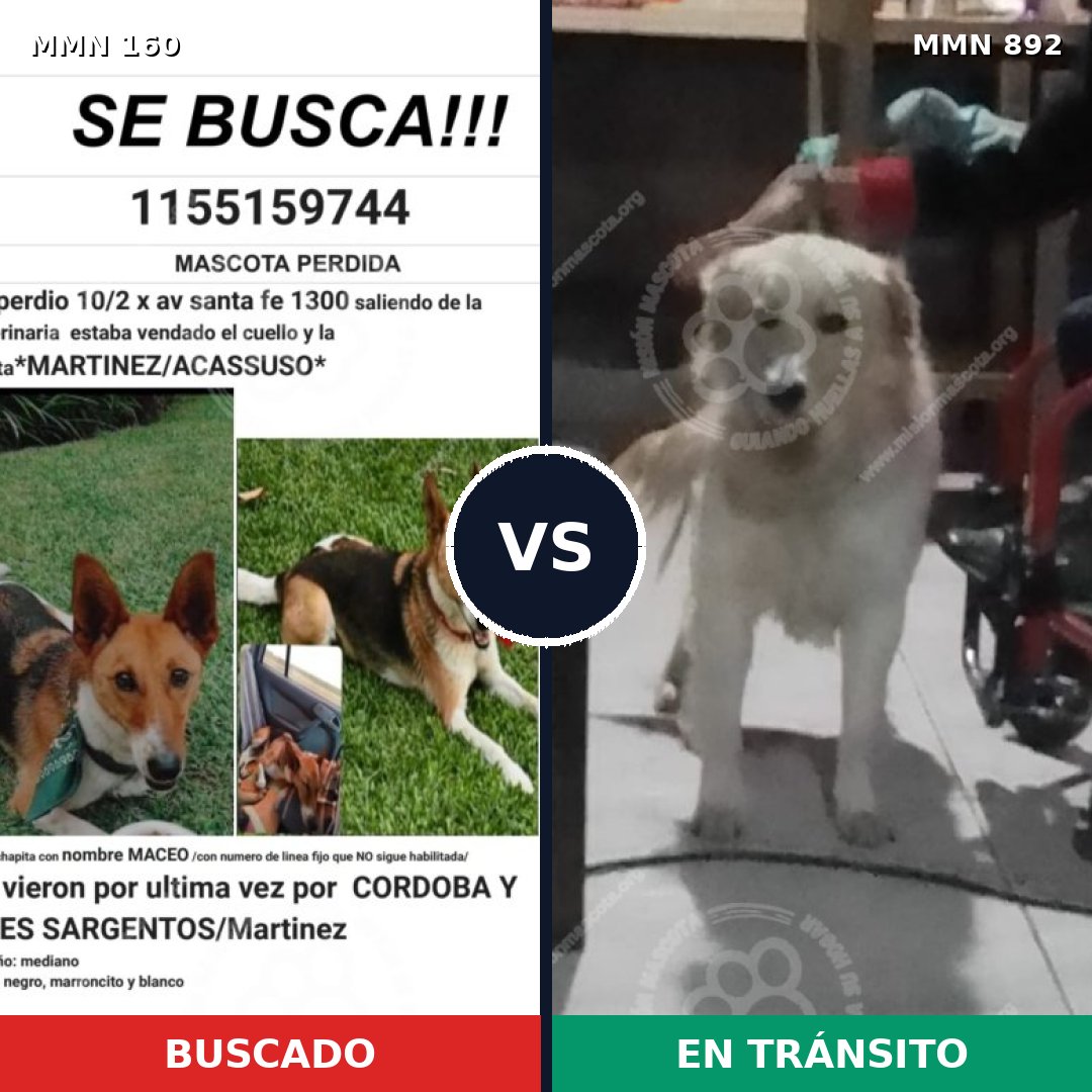 Comparativa MMS 14351: mascota perdida y mascota encontrada, 12% de similitud