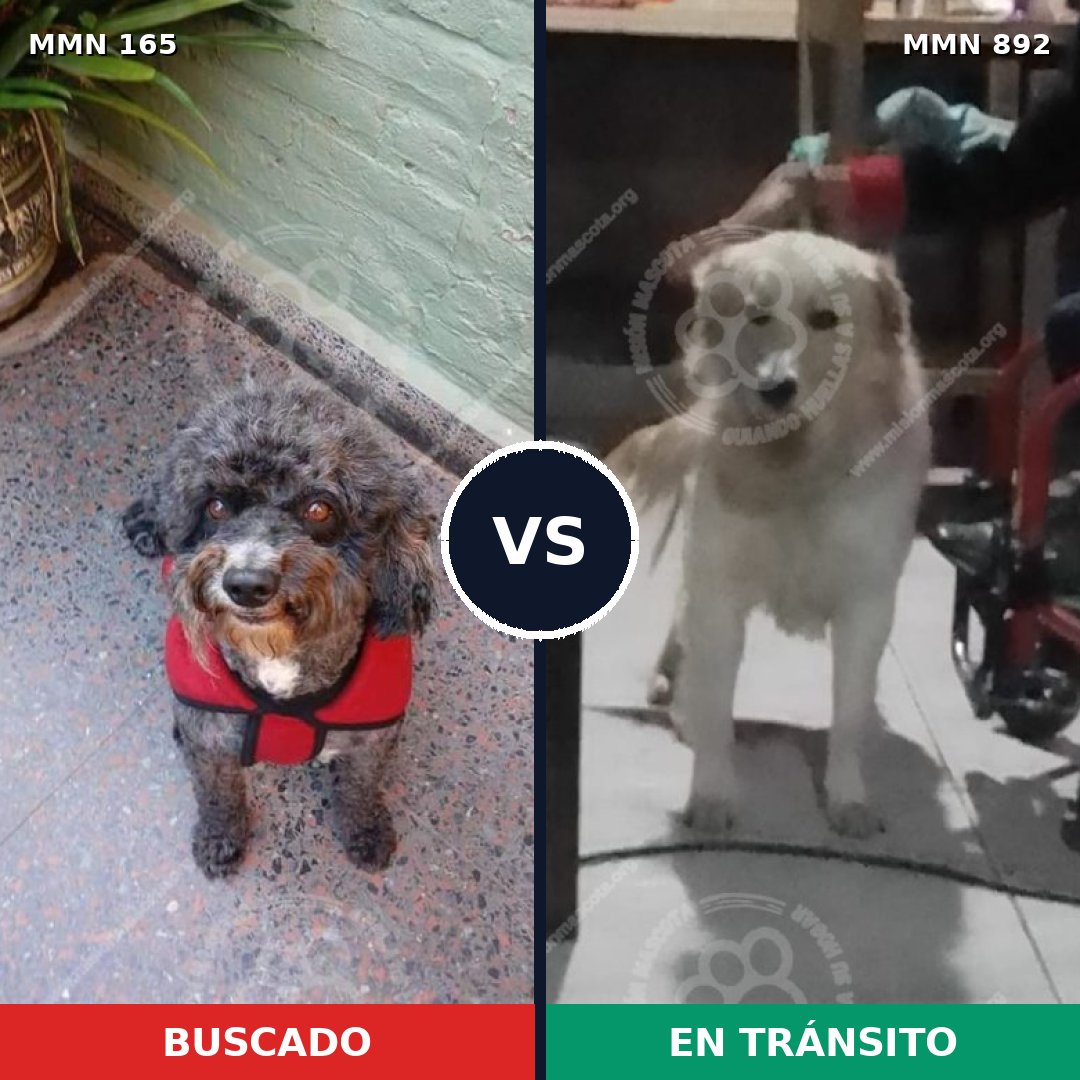 Comparativa MMS 14352: mascota perdida y mascota encontrada, 33% de similitud