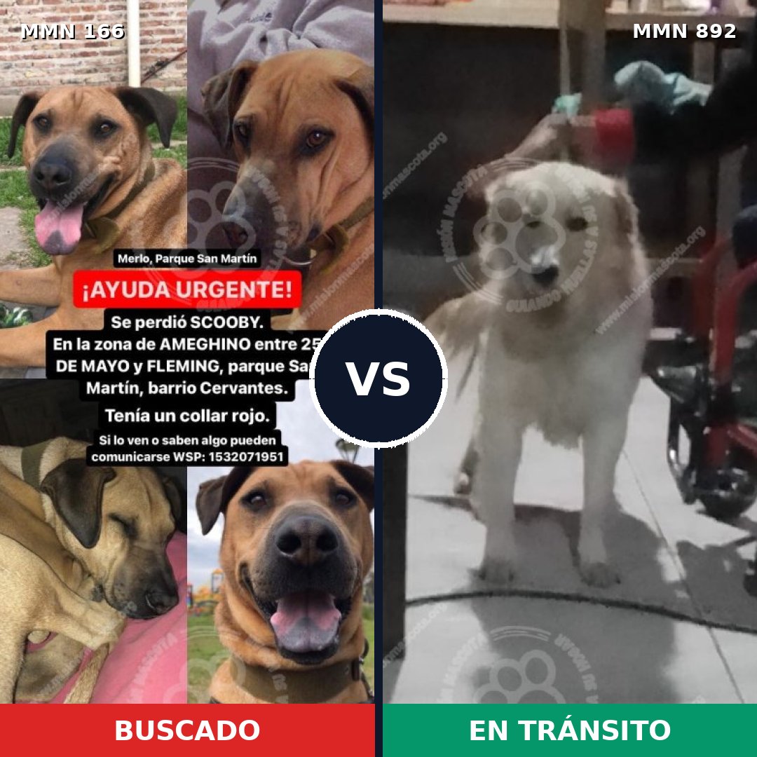 Comparativa MMS 14353: mascota perdida y mascota encontrada, 46% de similitud
