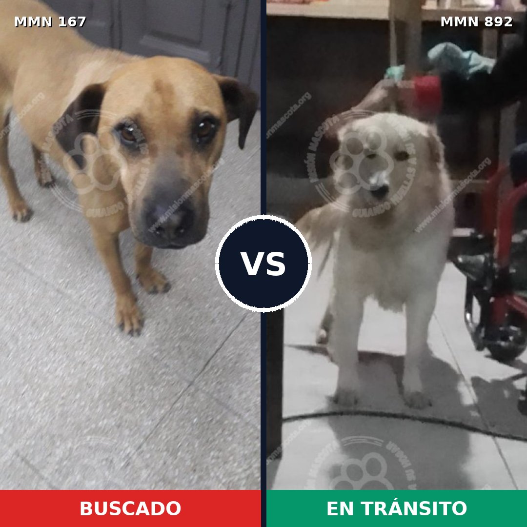 Comparativa MMS 14354: mascota perdida y mascota encontrada, 43% de similitud