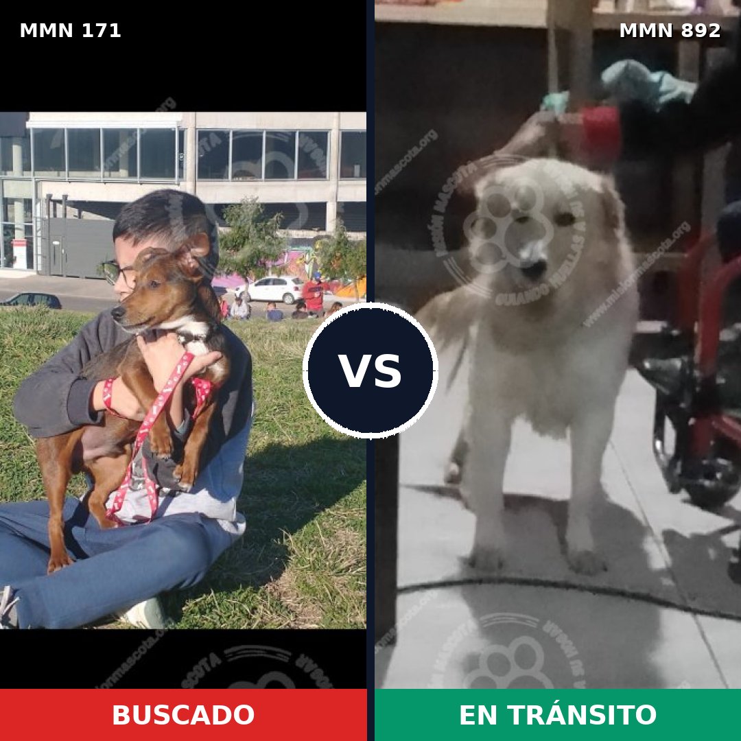 Comparativa MMS 14356: mascota perdida y mascota encontrada, 12% de similitud