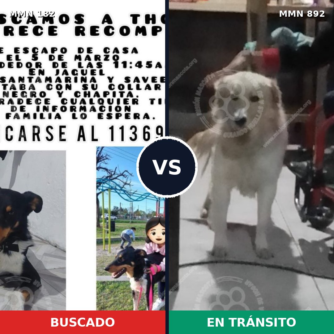 Comparativa MMS 14357: mascota perdida y mascota encontrada, 25% de similitud
