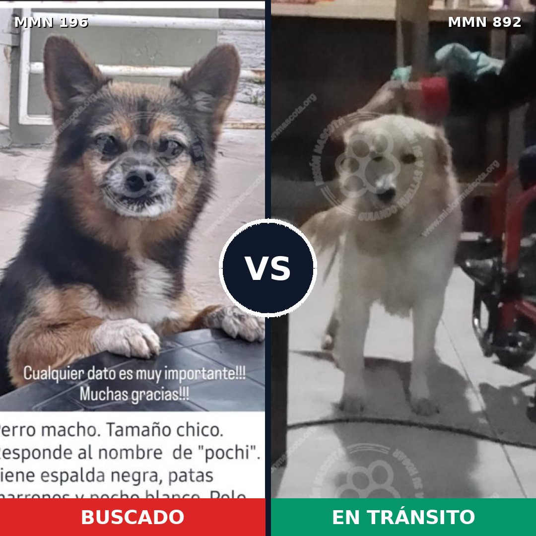 Comparativa MMS 14358: mascota perdida y mascota encontrada, 11% de similitud
