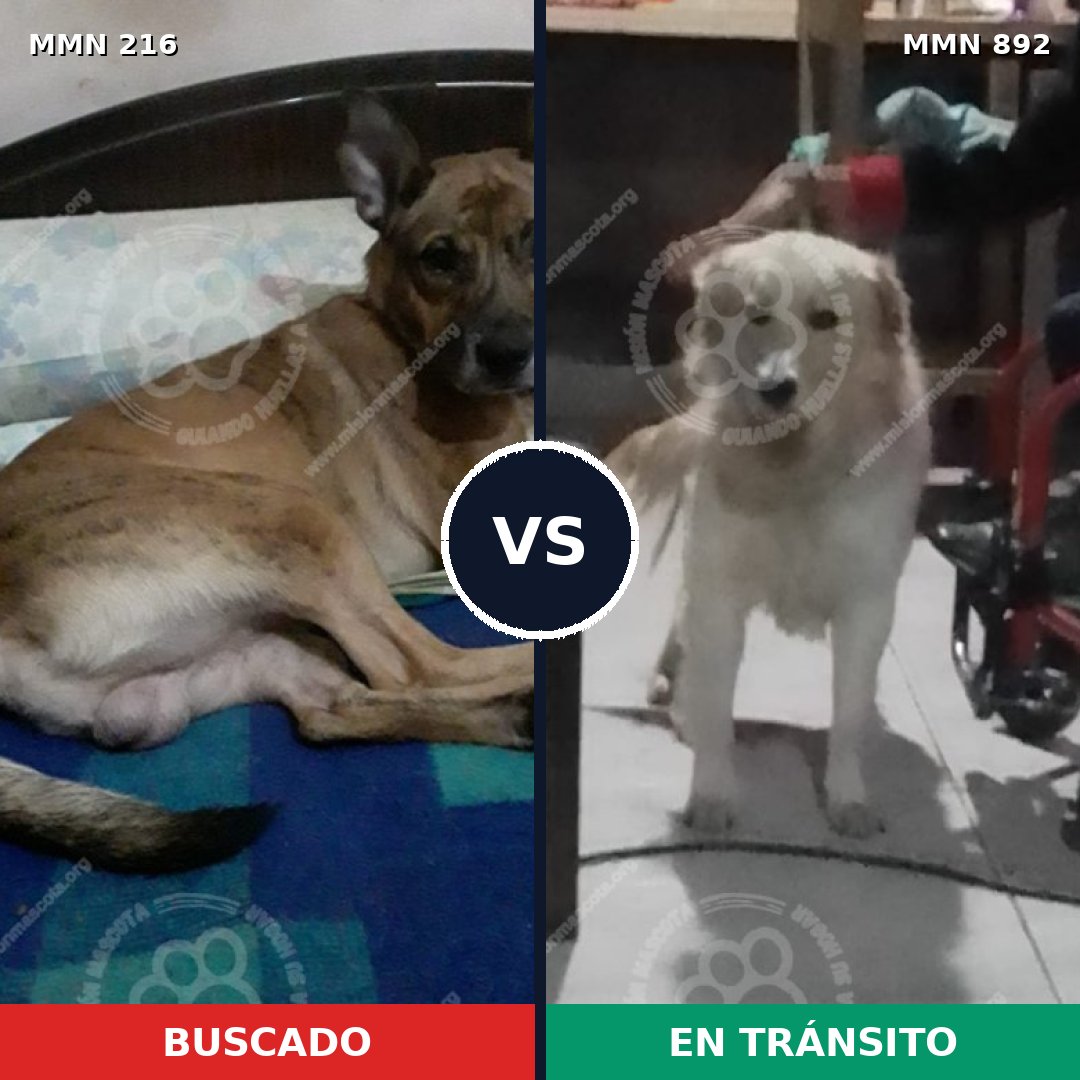 Comparativa MMS 14361: mascota perdida y mascota encontrada, 12% de similitud