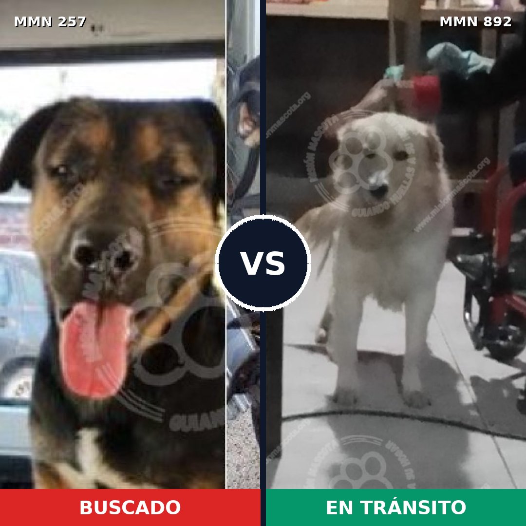 Comparativa MMS 14363: mascota perdida y mascota encontrada, 43% de similitud