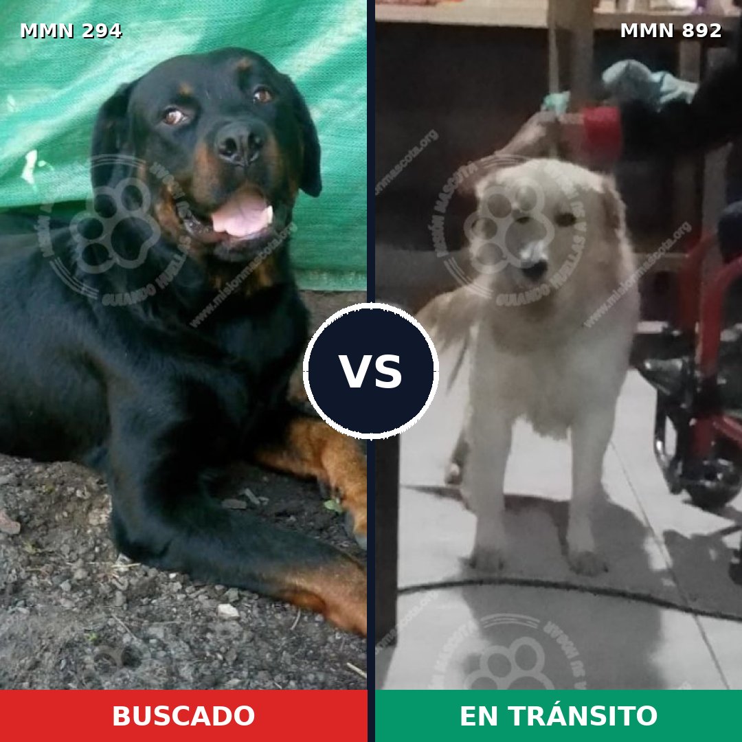Comparativa MMS 14367: mascota perdida y mascota encontrada, 43% de similitud