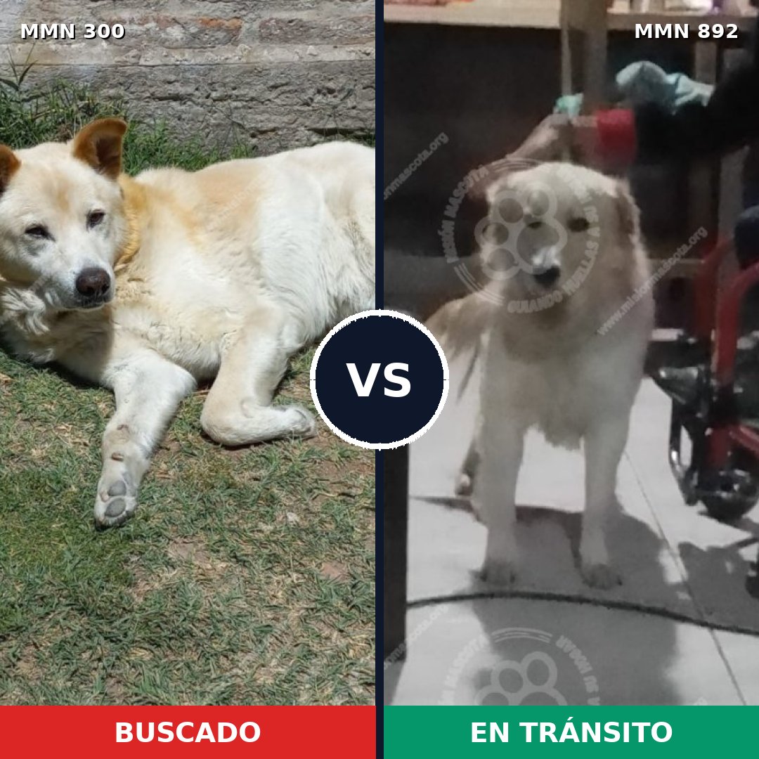 Comparativa MMS 14369: mascota perdida y mascota encontrada, 38% de similitud