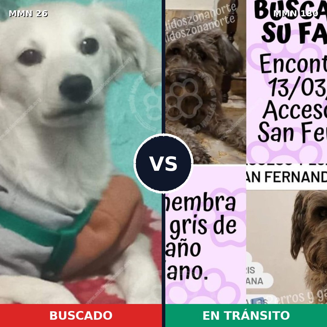 Comparativa MMS 1437: mascota perdida y mascota encontrada, 12% de similitud