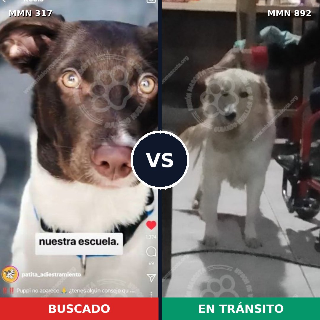 Comparativa MMS 14372: mascota perdida y mascota encontrada, 68% de similitud
