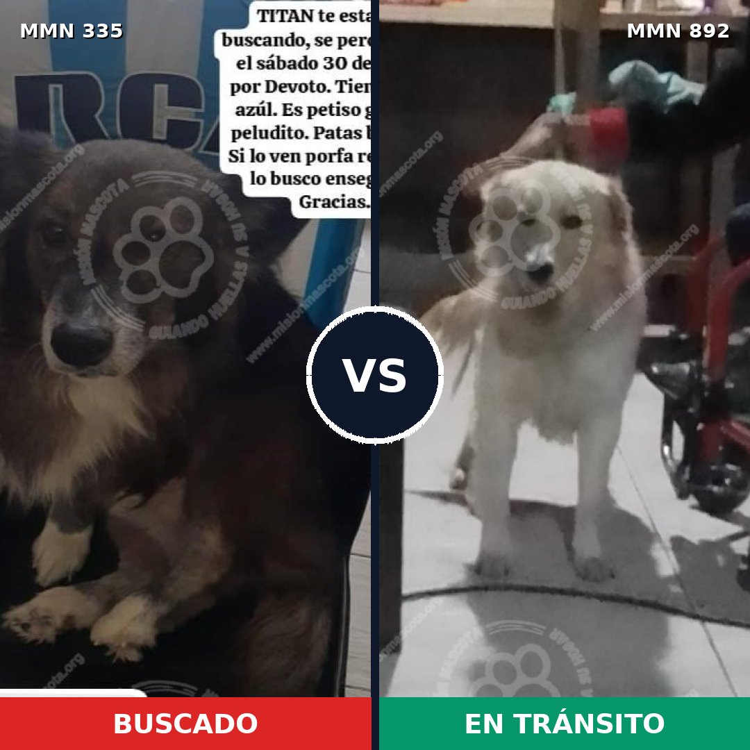 Comparativa MMS 14373: mascota perdida y mascota encontrada, 32% de similitud