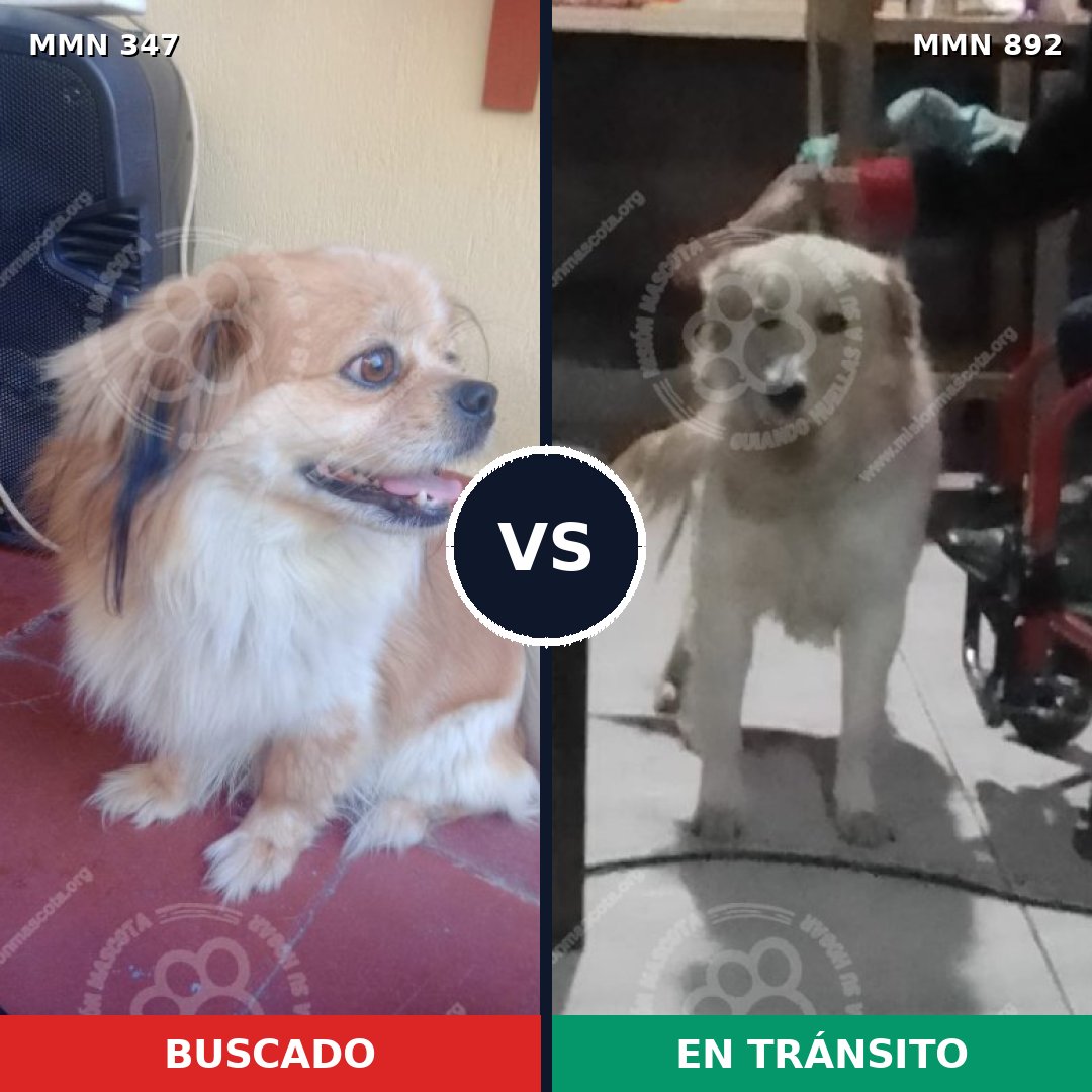Comparativa MMS 14374: mascota perdida y mascota encontrada, 33% de similitud