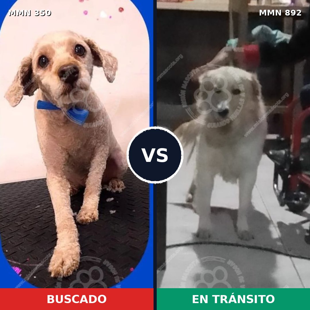 Comparativa MMS 14375: mascota perdida y mascota encontrada, 30% de similitud