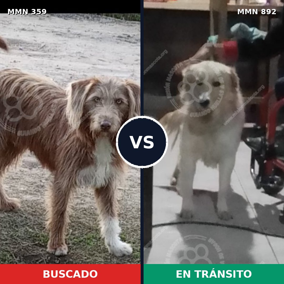 Comparativa MMS 14377: mascota perdida y mascota encontrada, 69% de similitud