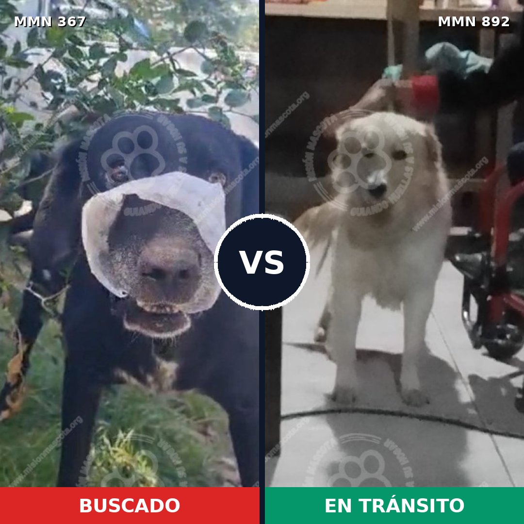 Comparativa MMS 14379: mascota perdida y mascota encontrada, 36% de similitud