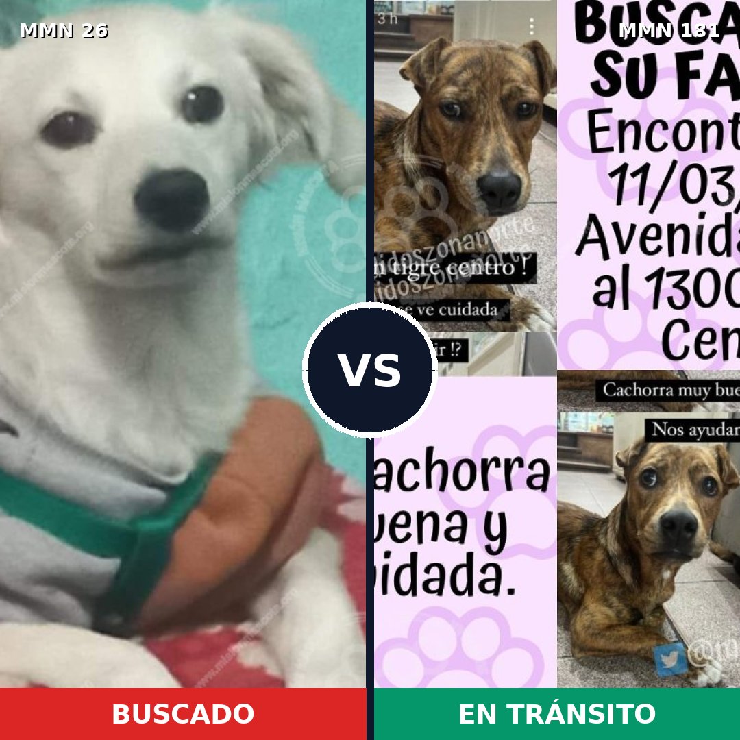 Comparativa MMS 1438: mascota perdida y mascota encontrada, 10% de similitud