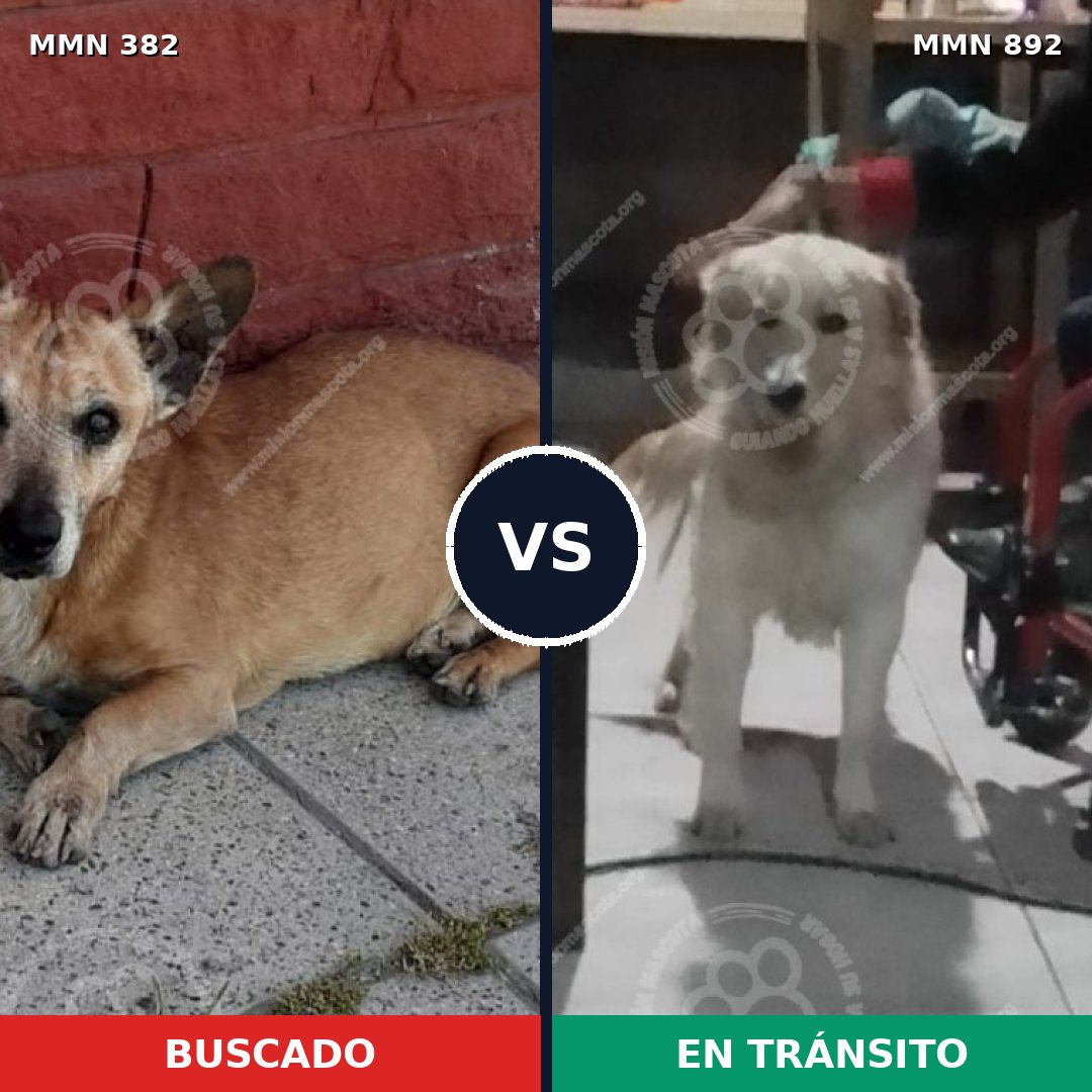 Comparativa MMS 14381: mascota perdida y mascota encontrada, 36% de similitud