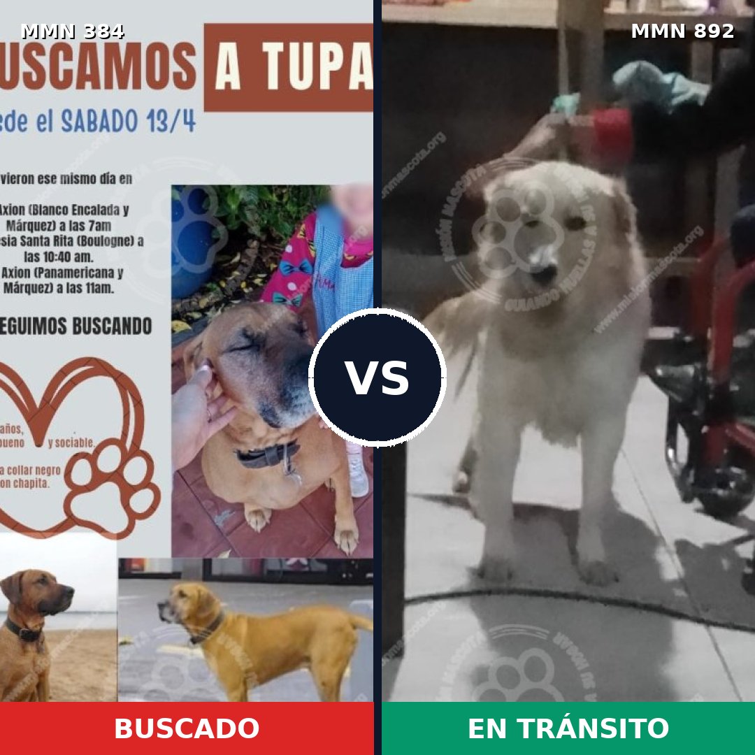 Comparativa MMS 14382: mascota perdida y mascota encontrada, 64% de similitud