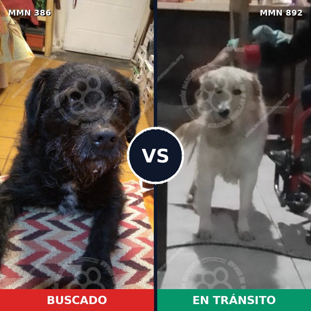 Comparativa MMS 14383: mascota perdida y mascota encontrada, 61% de similitud