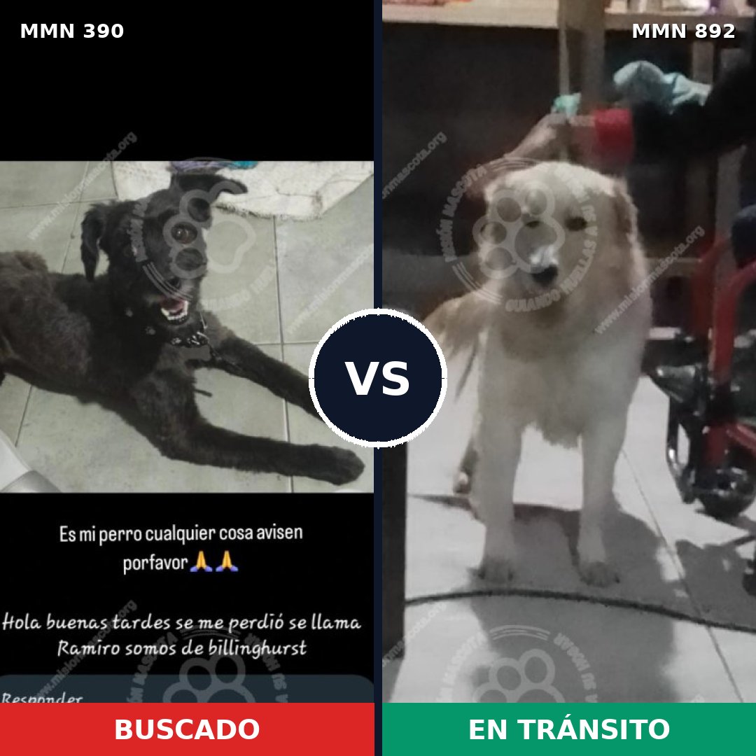 Comparativa MMS 14384: mascota perdida y mascota encontrada, 34% de similitud