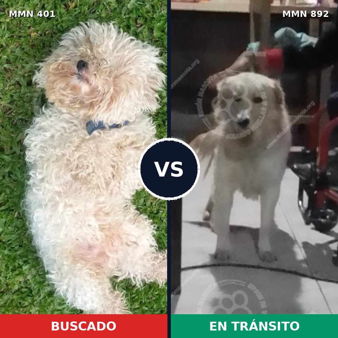 Comparativa MMS 14385: mascota perdida y mascota encontrada, 27% de similitud