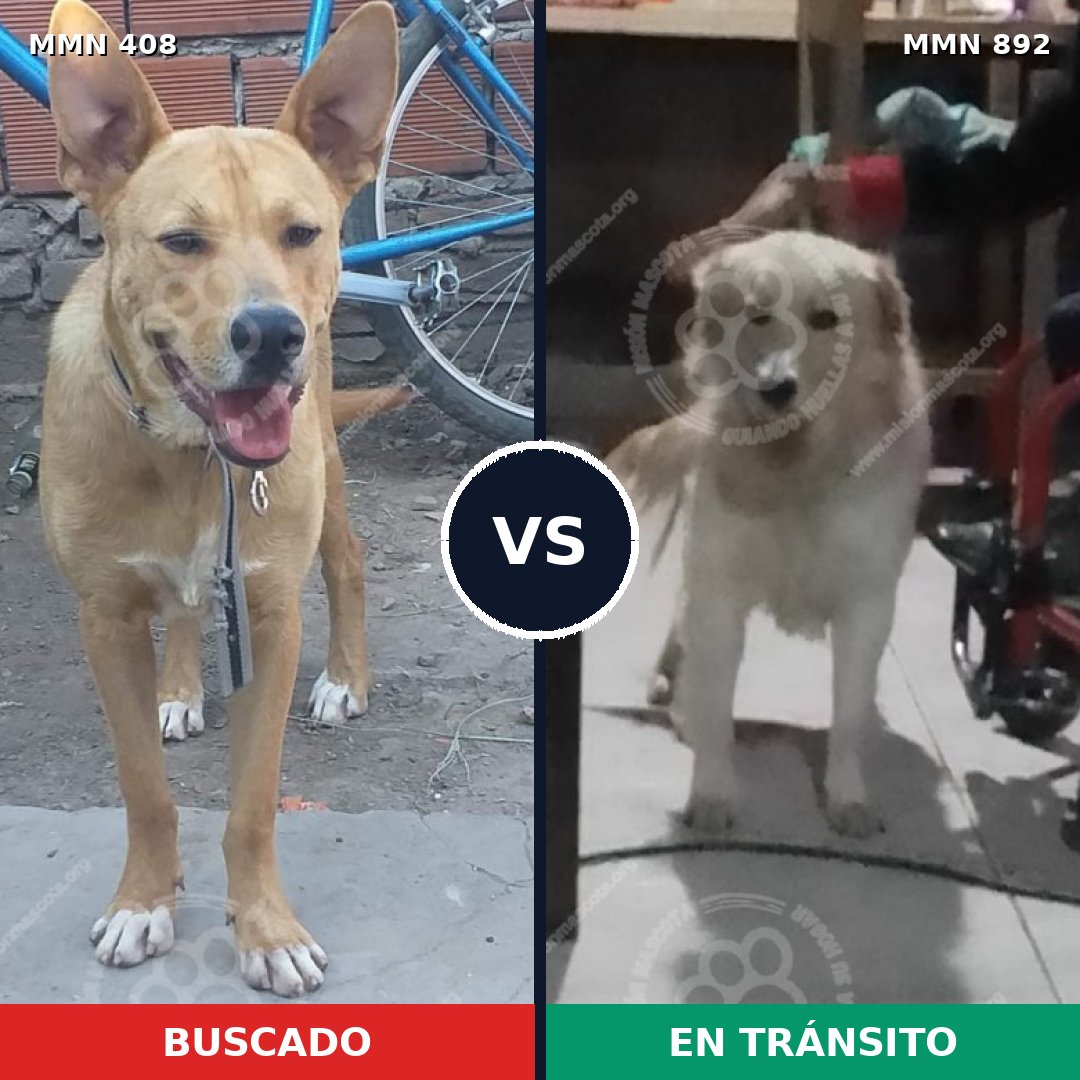 Comparativa MMS 14386: mascota perdida y mascota encontrada, 68% de similitud