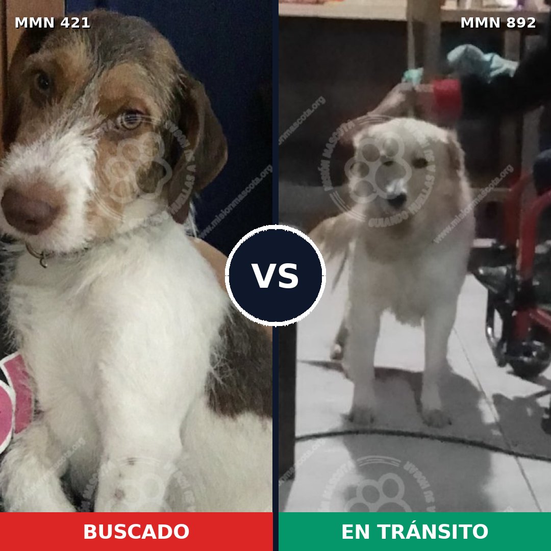 Comparativa MMS 14388: mascota perdida y mascota encontrada, 58% de similitud