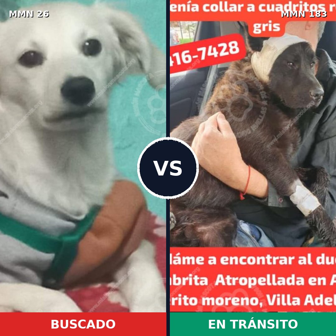Comparativa MMS 1439: mascota perdida y mascota encontrada, 12% de similitud