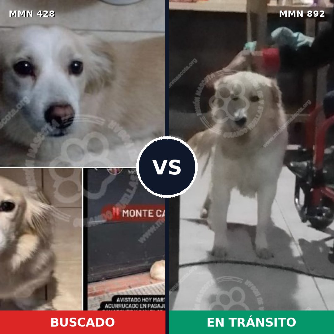 Comparativa MMS 14391: mascota perdida y mascota encontrada, 39% de similitud