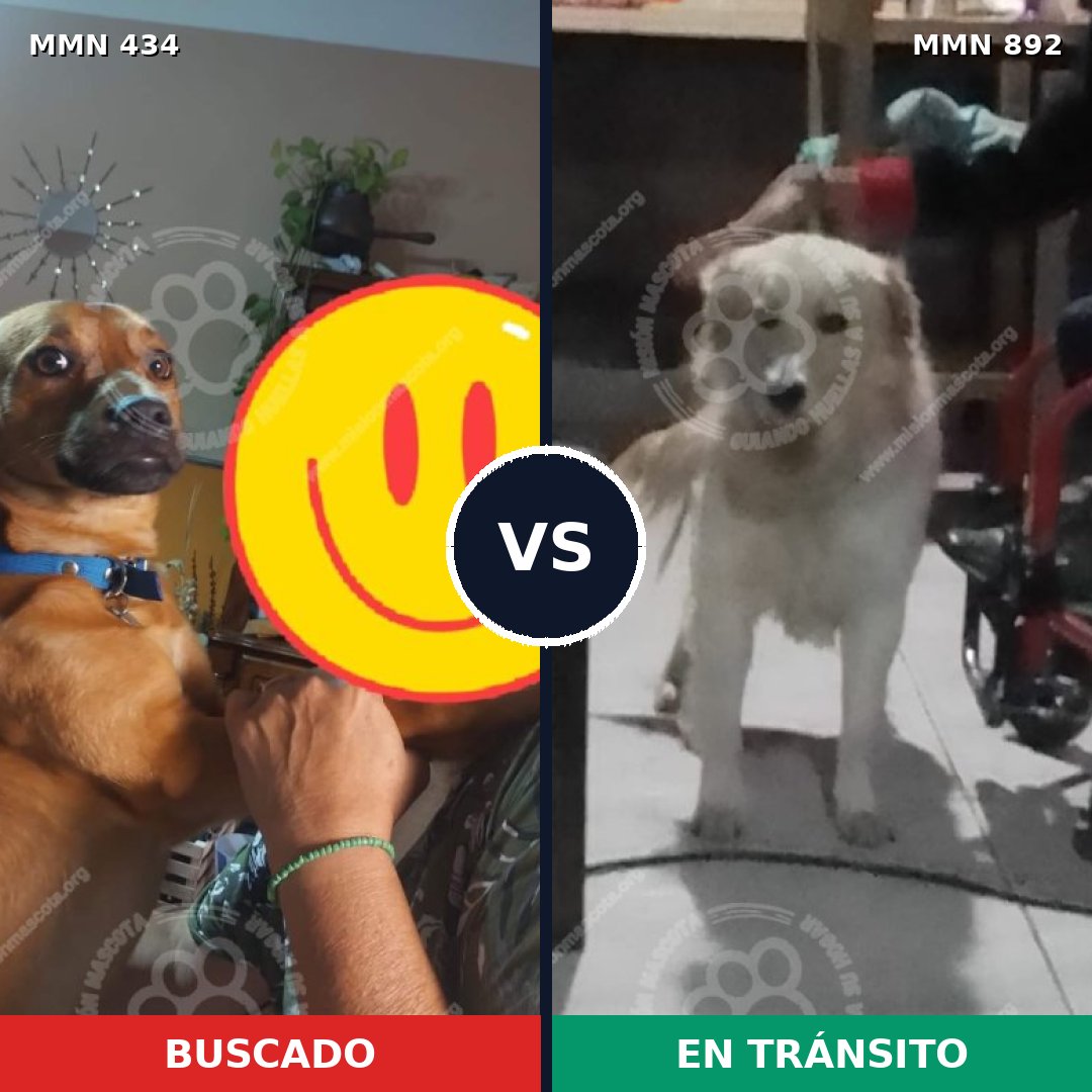 Comparativa MMS 14393: mascota perdida y mascota encontrada, 20% de similitud