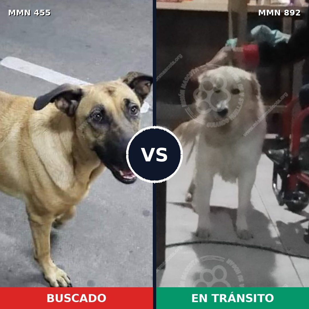 Comparativa MMS 14395: mascota perdida y mascota encontrada, 20% de similitud