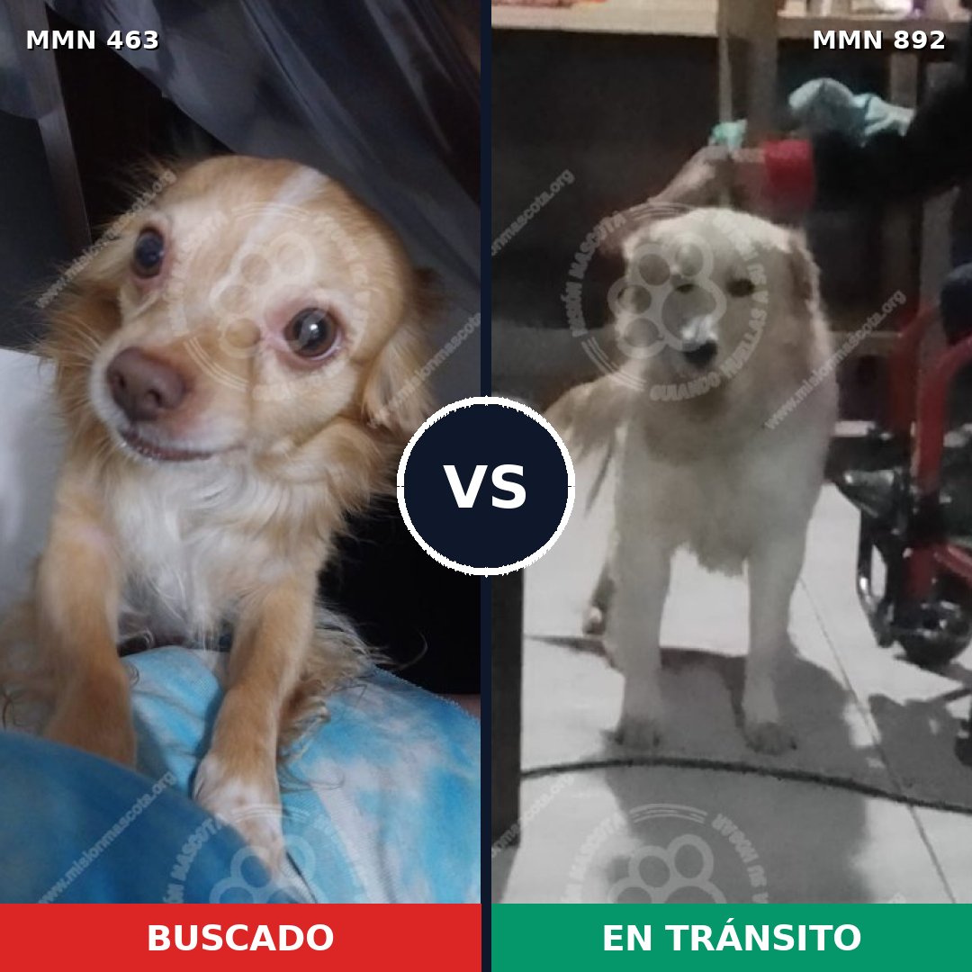 Comparativa MMS 14398: mascota perdida y mascota encontrada, 42% de similitud