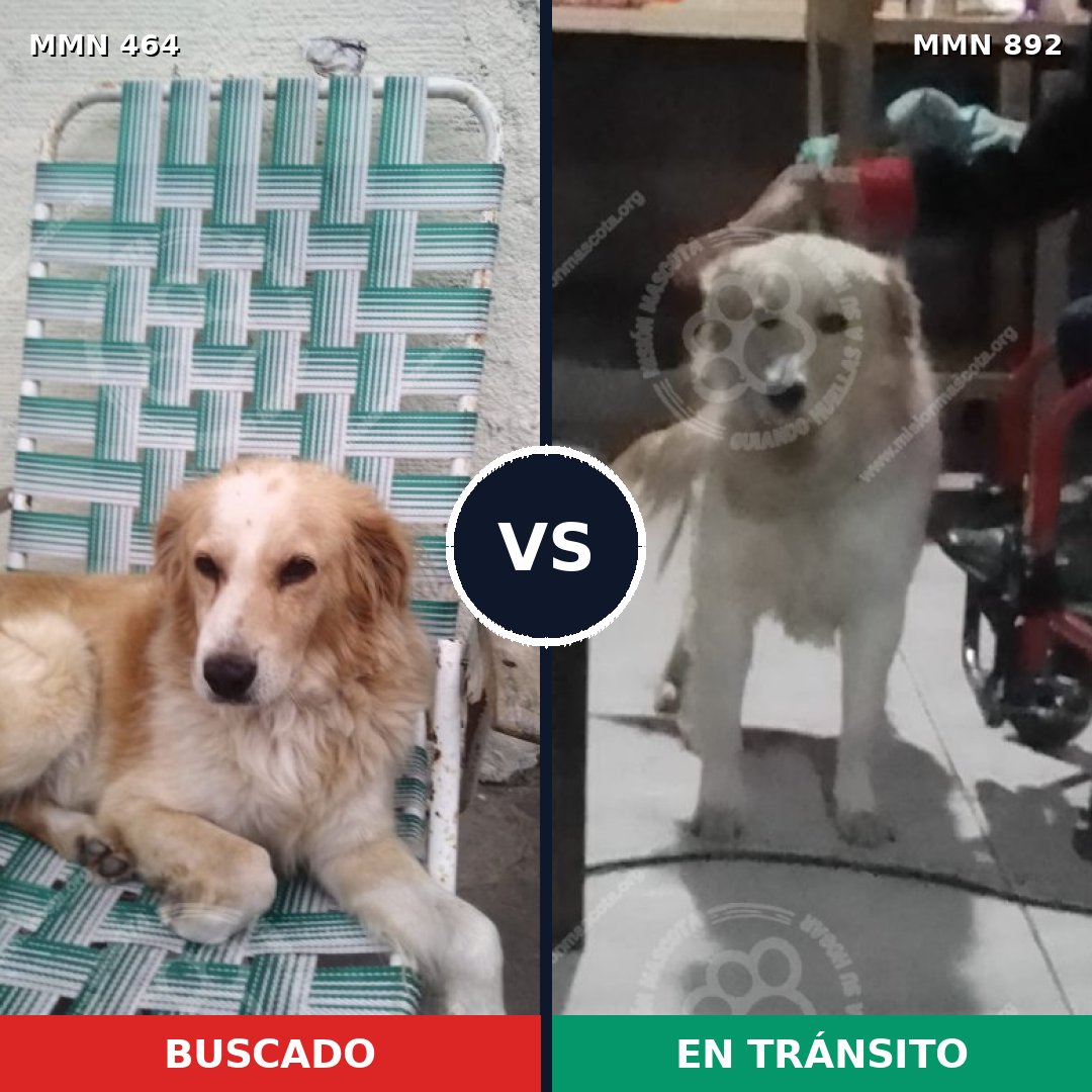 Comparativa MMS 14399: mascota perdida y mascota encontrada, 23% de similitud