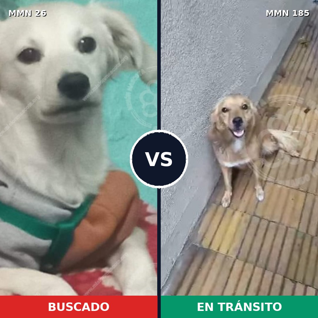 Comparativa MMS 1440: mascota perdida y mascota encontrada, 31% de similitud