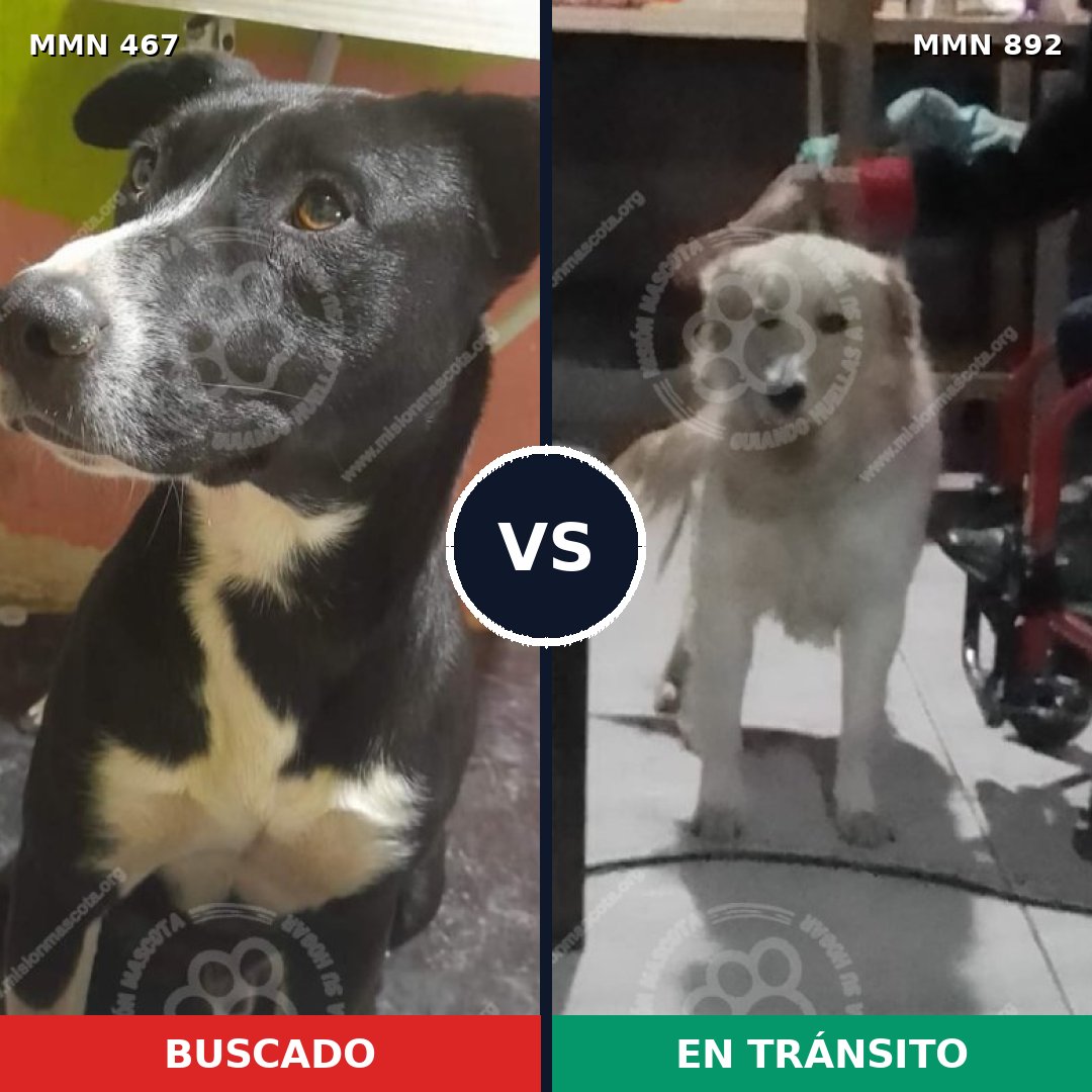 Comparativa MMS 14400: mascota perdida y mascota encontrada, 37% de similitud