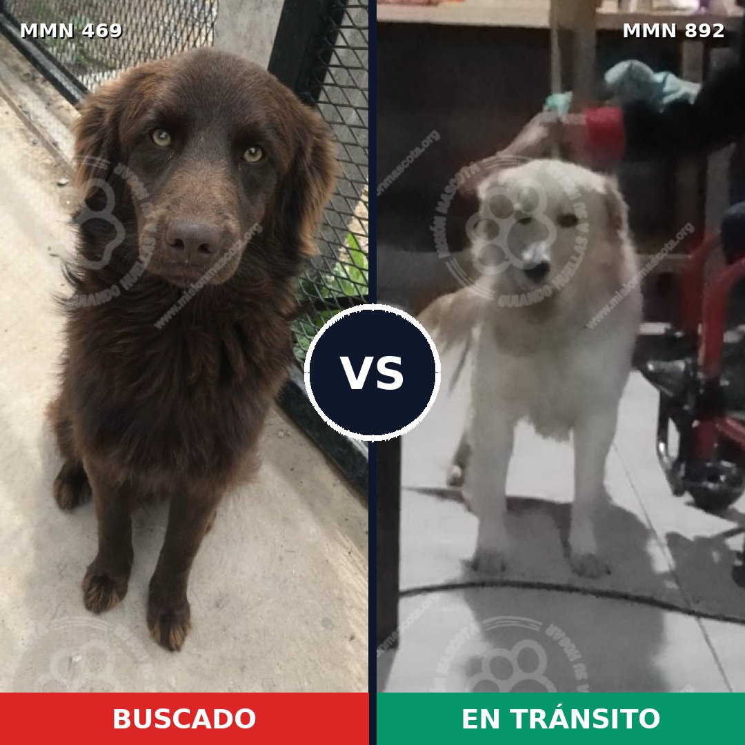 Comparativa MMS 14401: mascota perdida y mascota encontrada, 55% de similitud