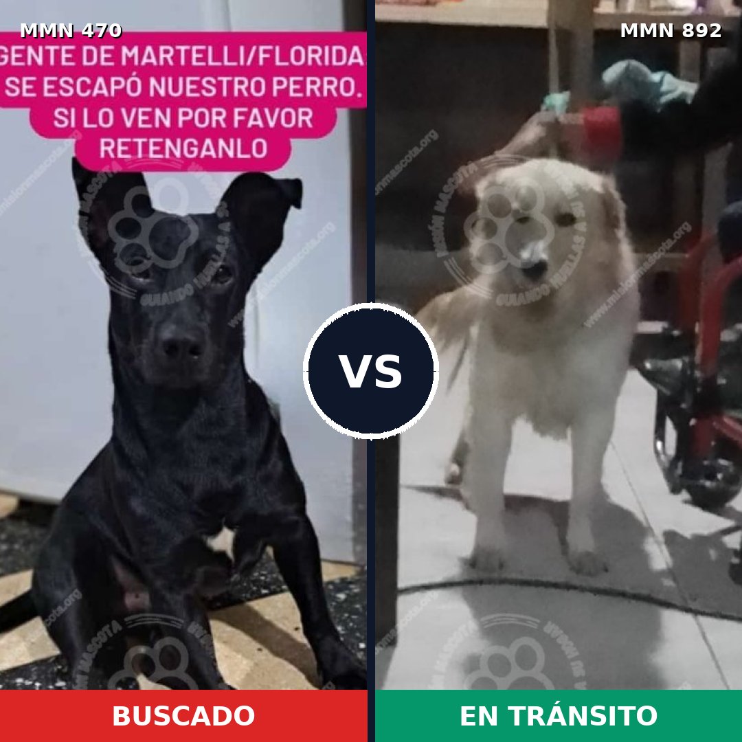 Comparativa MMS 14402: mascota perdida y mascota encontrada, 37% de similitud