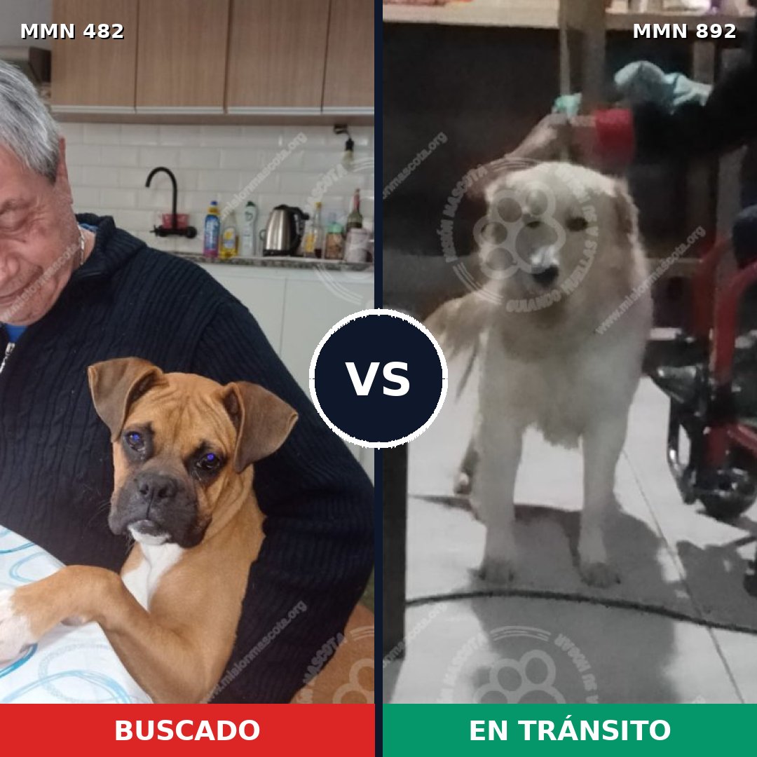 Comparativa MMS 14406: mascota perdida y mascota encontrada, 45% de similitud