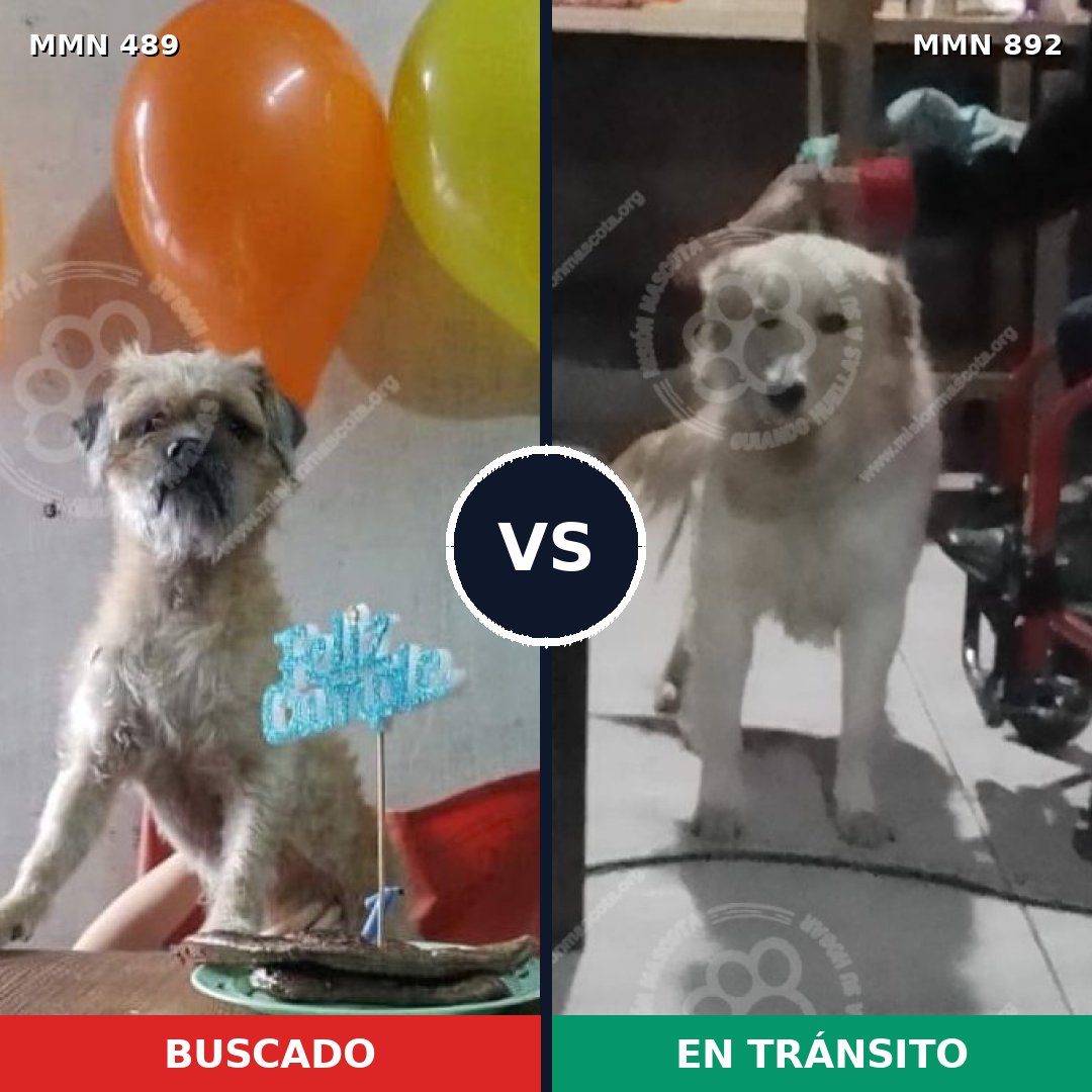 Comparativa MMS 14408: mascota perdida y mascota encontrada, 38% de similitud