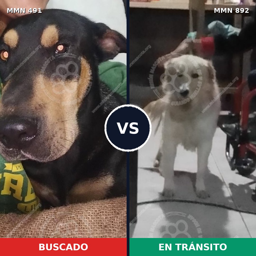 Comparativa MMS 14409: mascota perdida y mascota encontrada, 51% de similitud