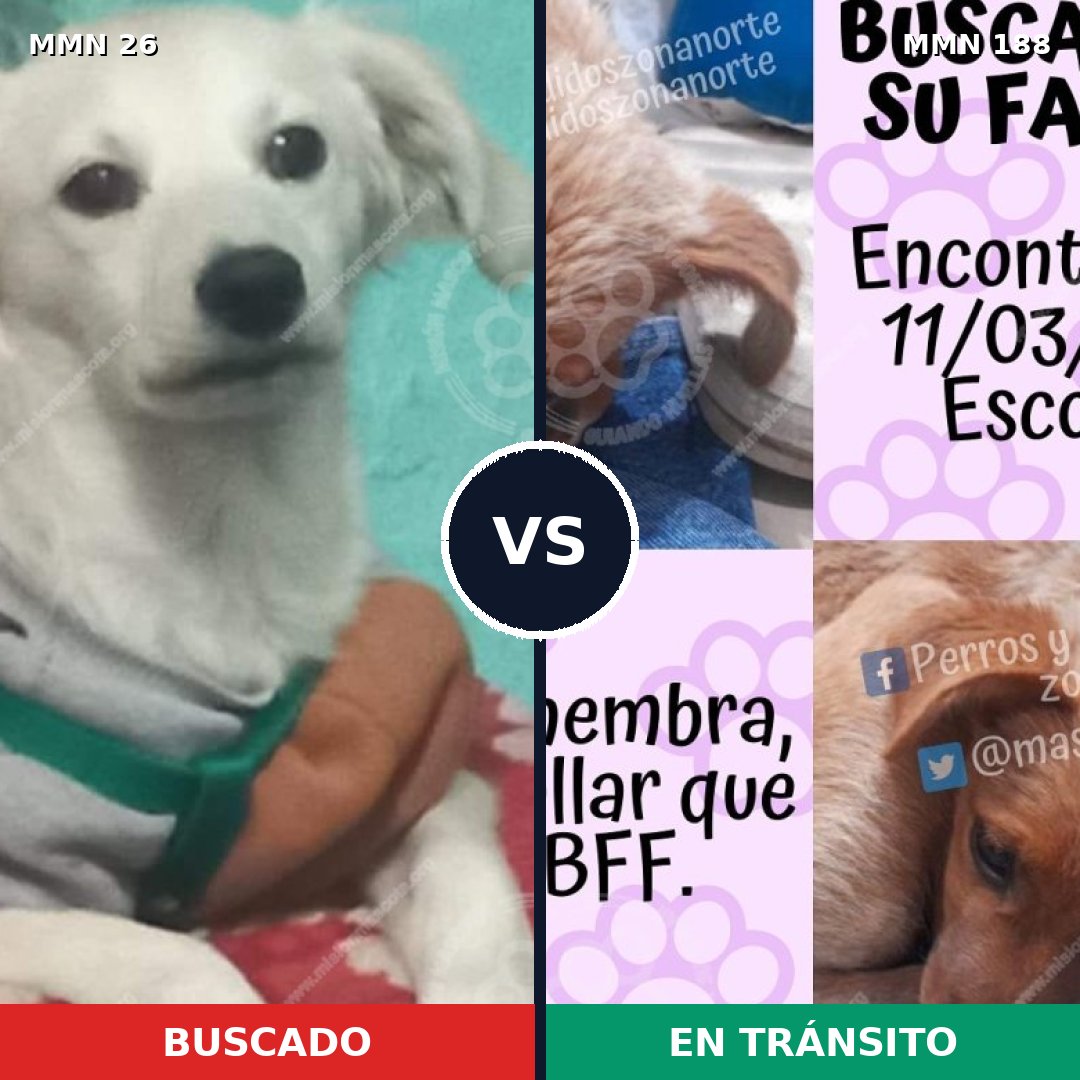 Comparativa MMS 1441: mascota perdida y mascota encontrada, 63% de similitud